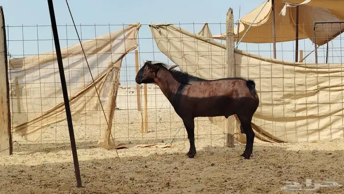 فحل محايلي طيب لي البيع 2