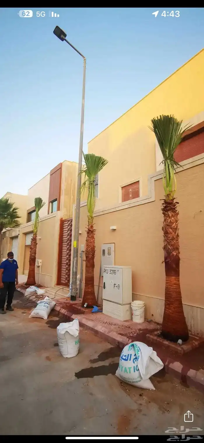 نخيل وشنطونيا ونخيل عربي 4