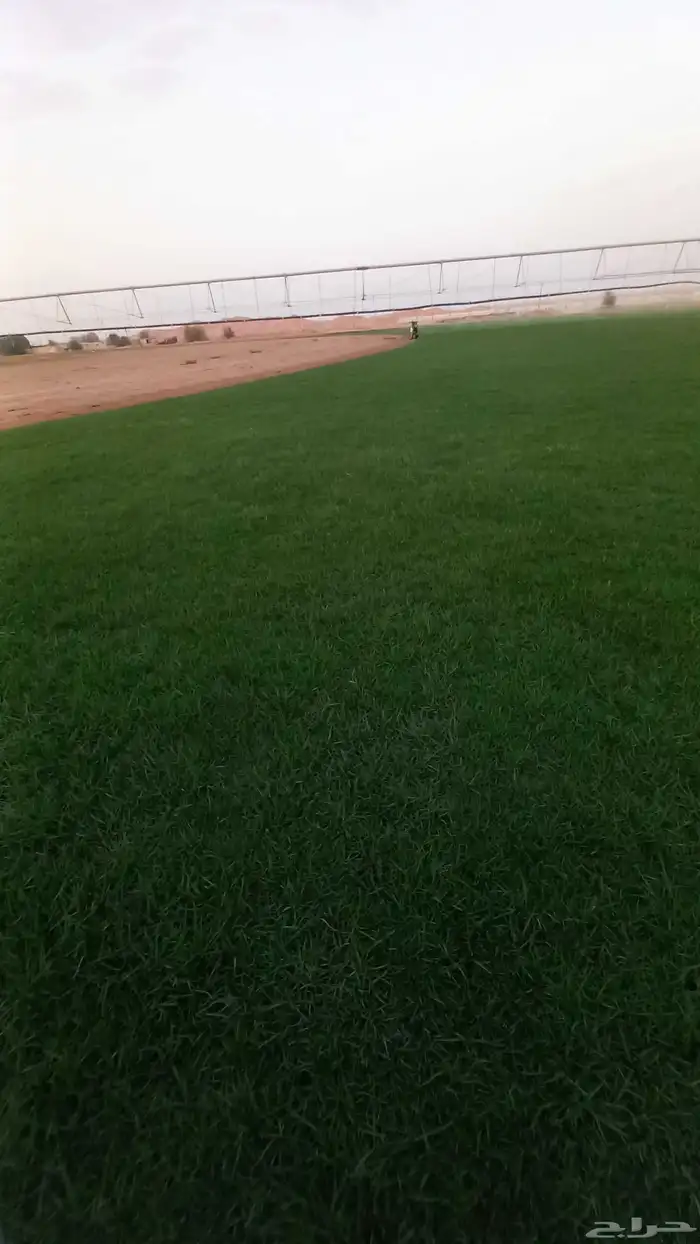 جميع انواع الثيل الطبيعي الفرنسي 6