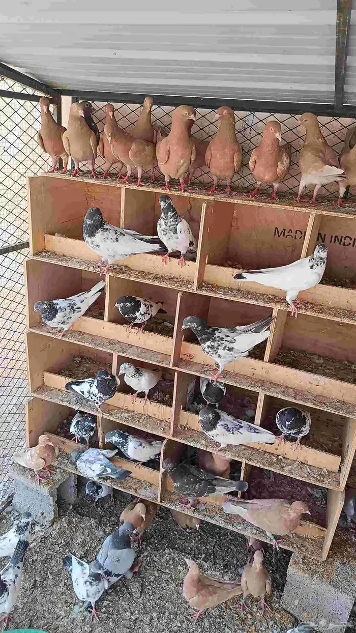 حمام زاجل وباكستاني 0