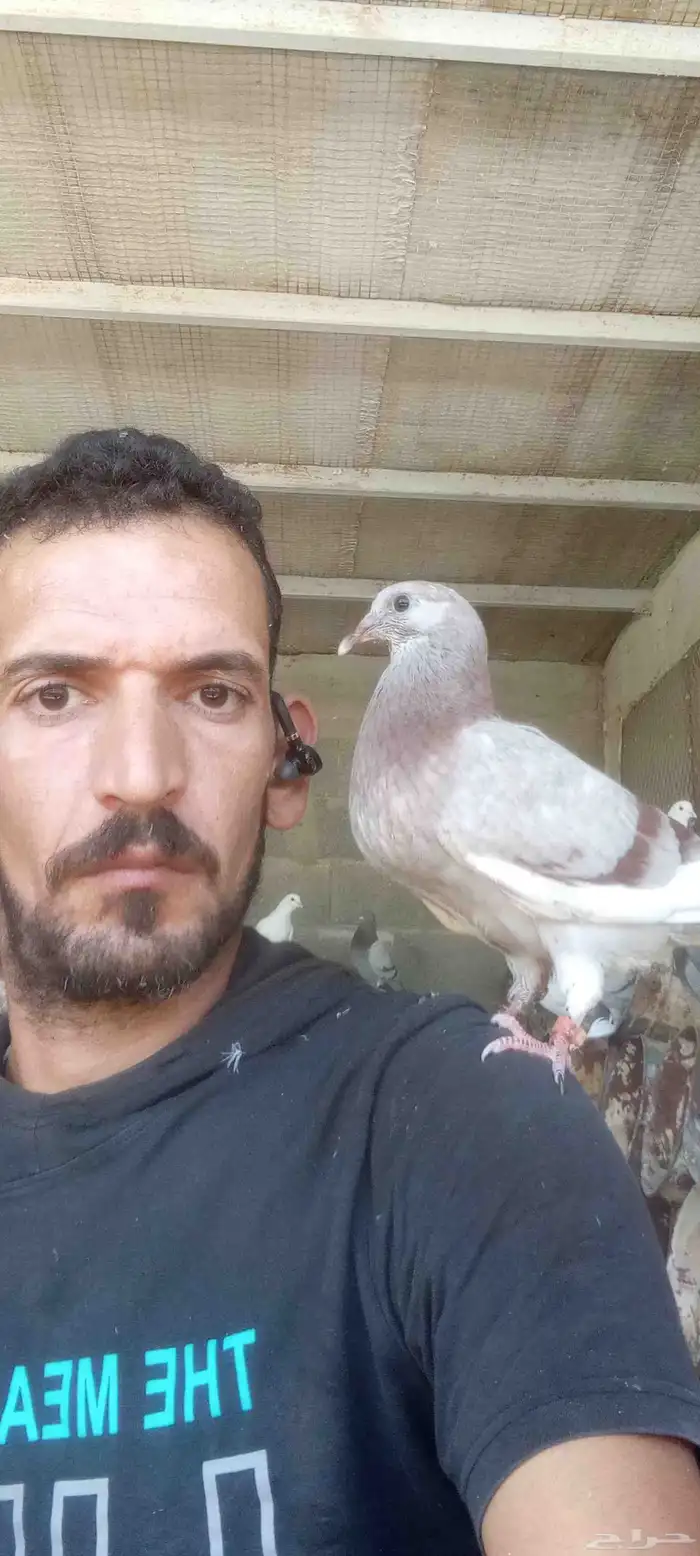 معلم وخبير فى تربية الحمام وعمل دراسة جدوى المشروع 8