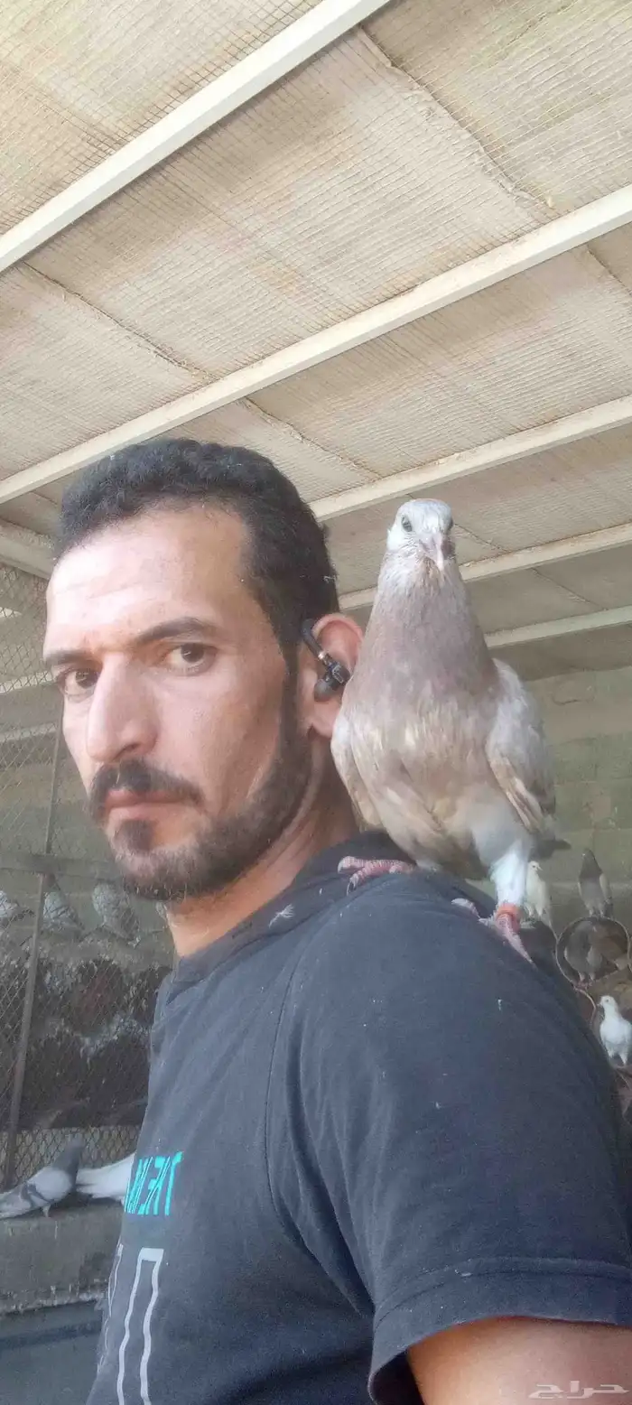 خبير ومعلم فى مجال الحمام وعمل دراسة جدوى للمشروع 8