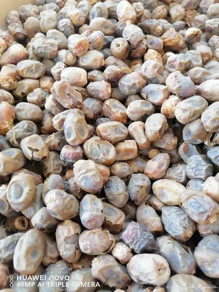 تمر نفيع للبيع 370 كرتون 2