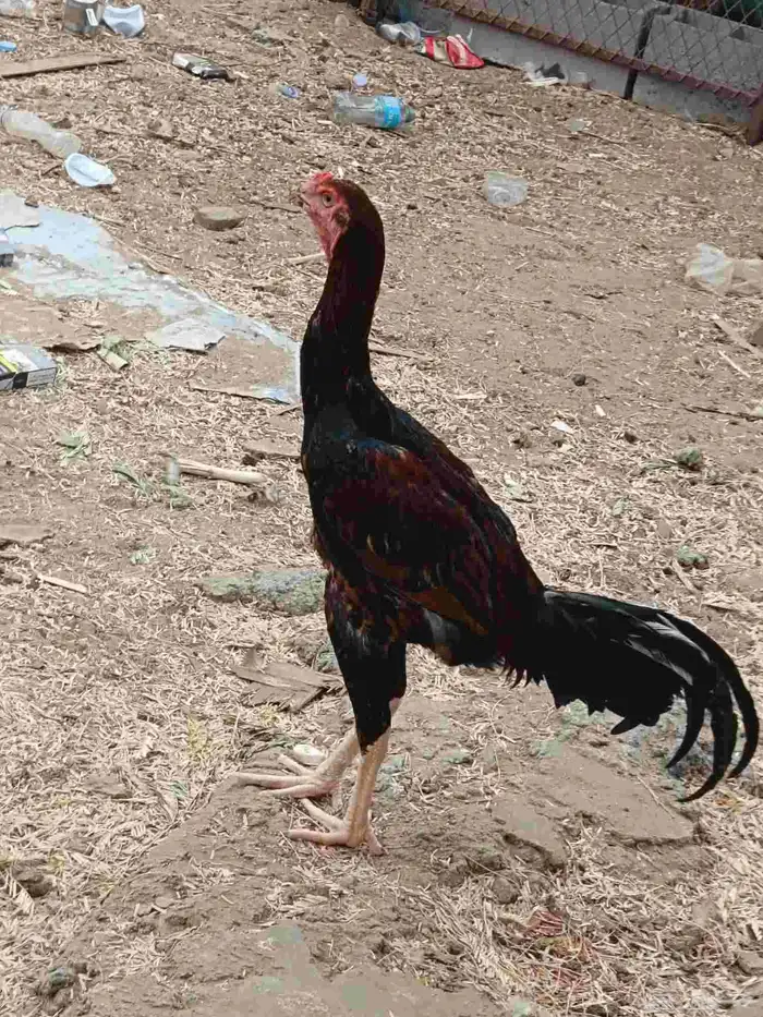 ديك ...سندي 0