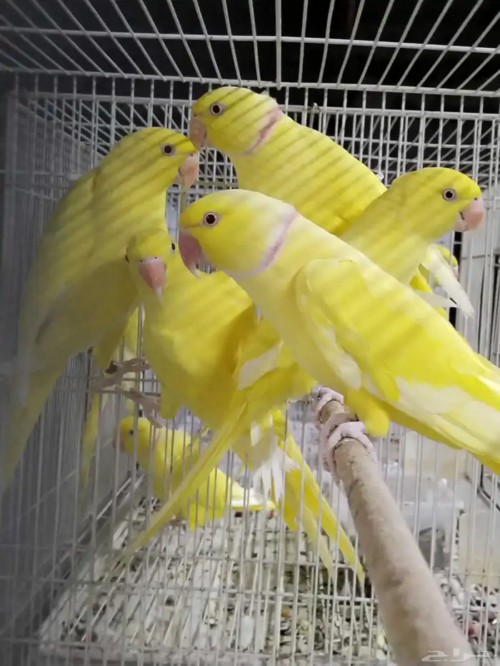 للبيع دره إنتاج الاتينو صح ونظافة الموقع القطيف 2