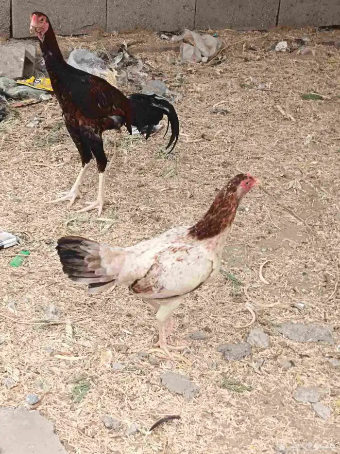 ديك ...سندي 1