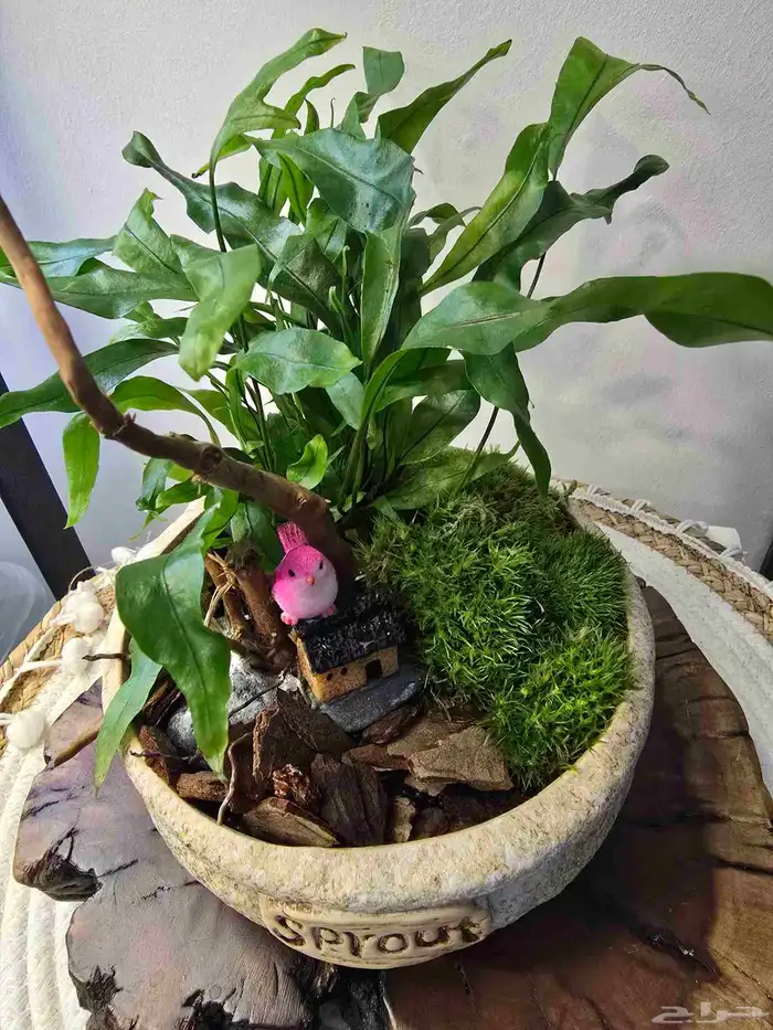 نباتات متنو عة طبيعة 6
