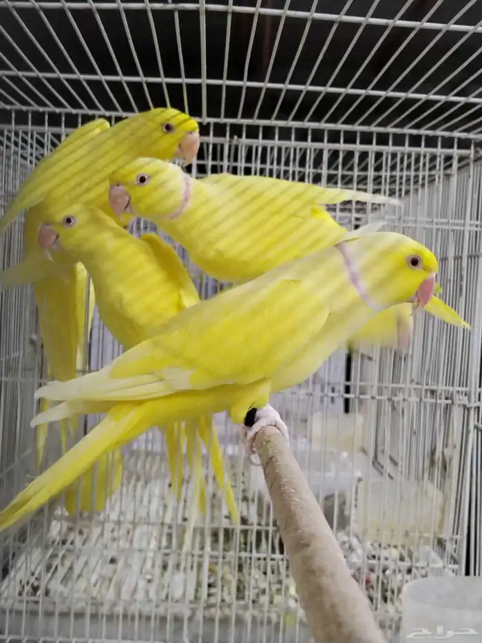 للبيع دره إنتاج الاتينو صح ونظافة الموقع القطيف 1