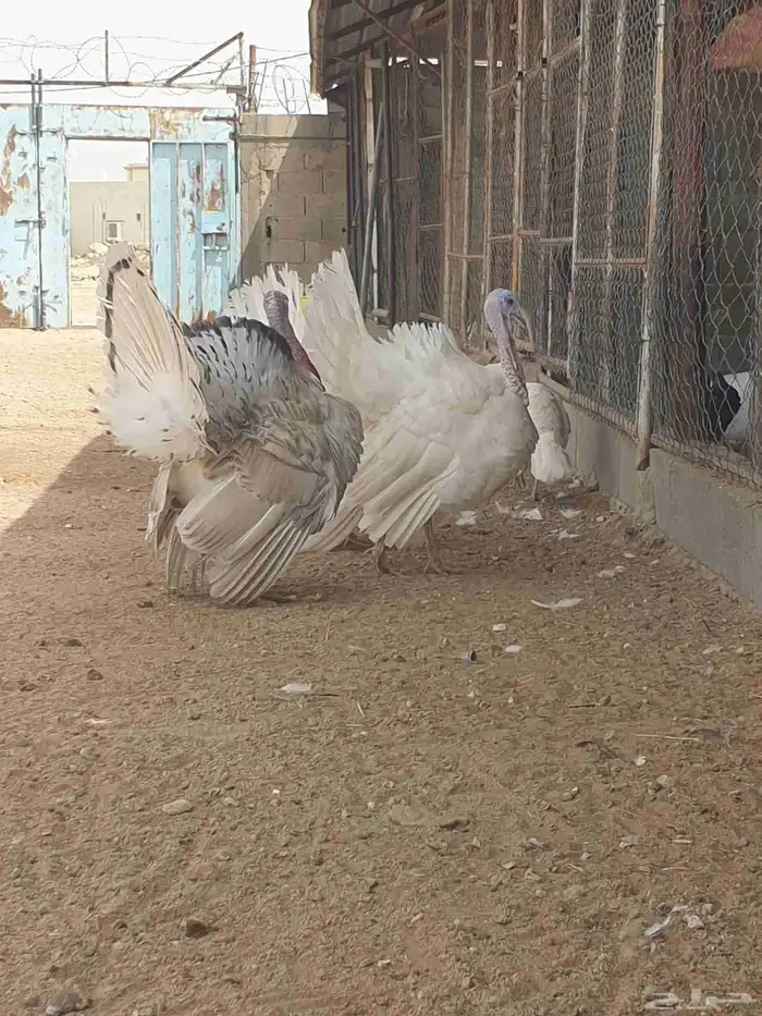 دجاج رومي 7