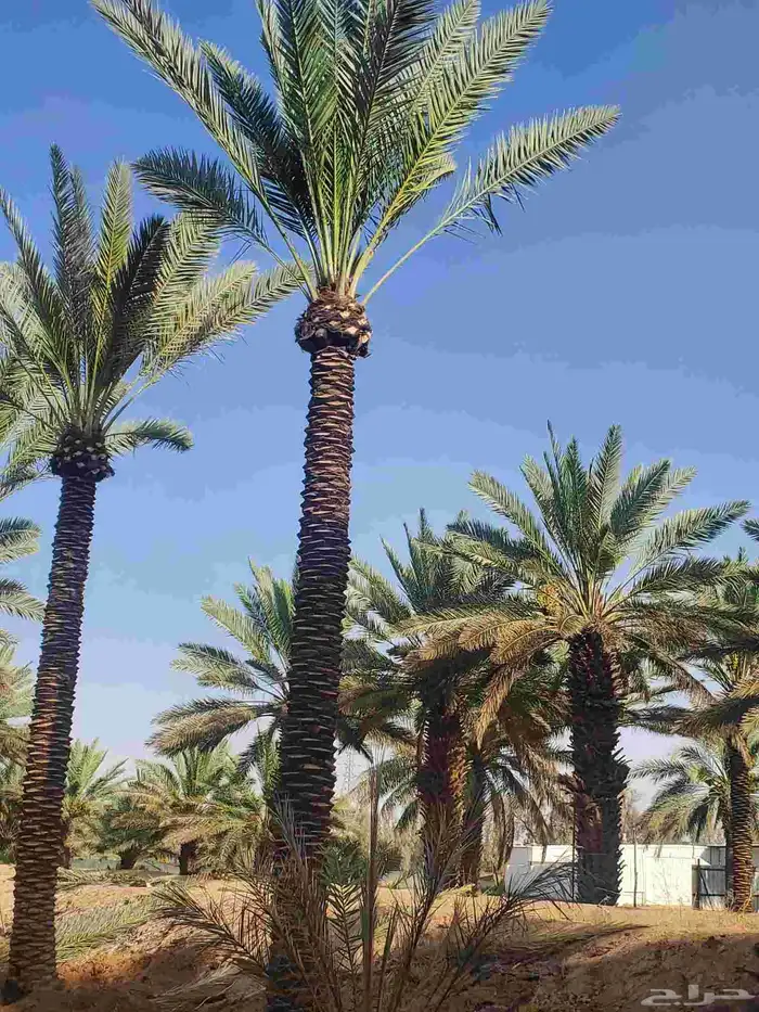 يوجد لدينا نخيل عربي مثمر جميع الأنواع كما نوصل للجميع انحا 1