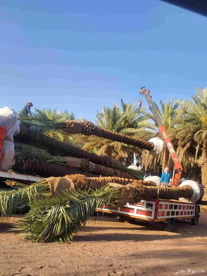يوجد لدينا نخيل عربي مثمر جميع الأنواع كما نوصل للجميع انحا 6