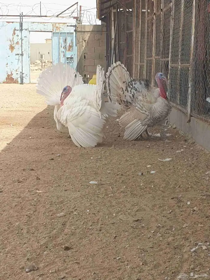 دجاج رومي 1