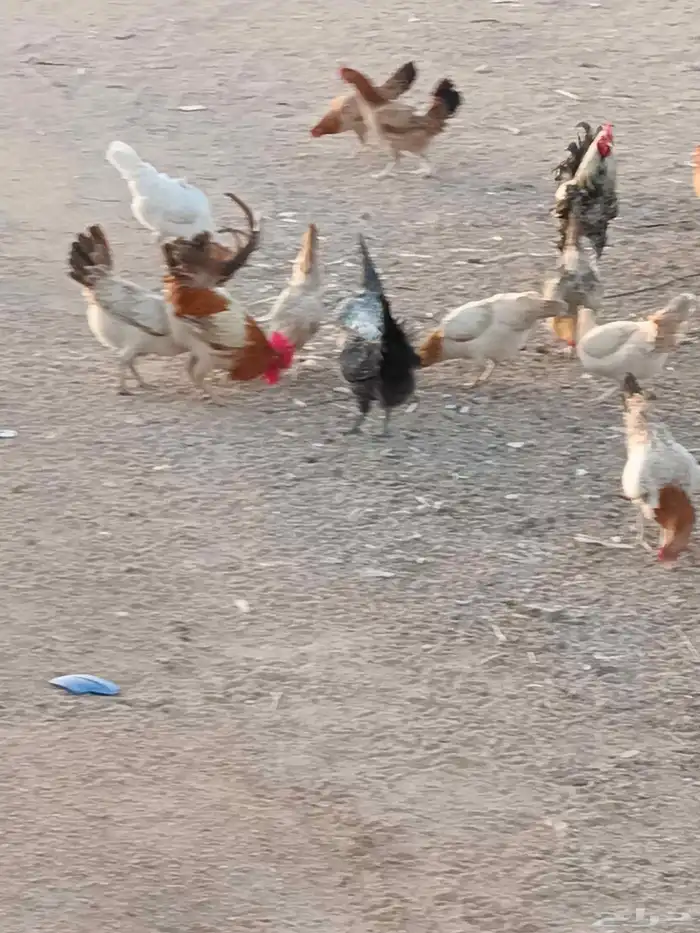 السلام عليكم يوجد دجاج بياض التواصل عبر الواتساب 0