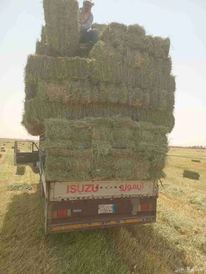 الرياض. رودس. طيب. مره. العدد. 204. حبه. واصل. اي مكان 0