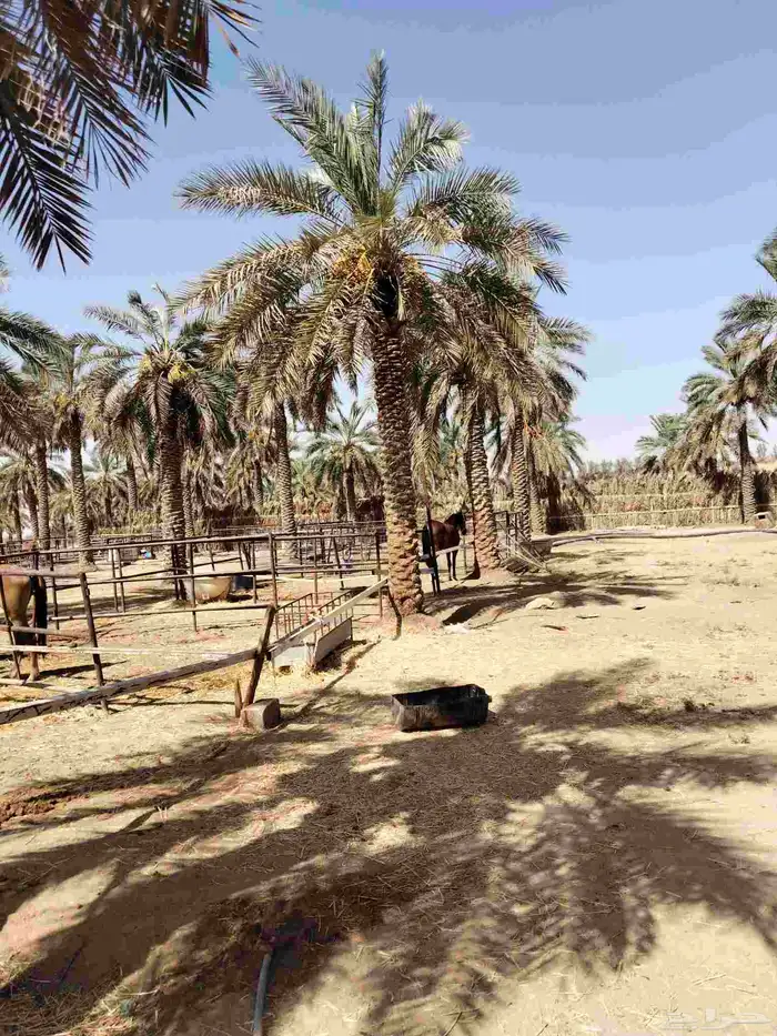 عمال خراف خرافين بعنيزه 0