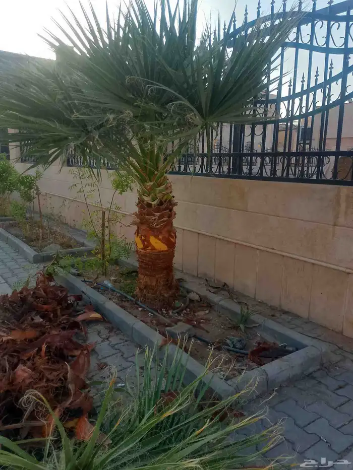 تكريب الواشنطونيا والنخيل وتنسيق الحدائق 2