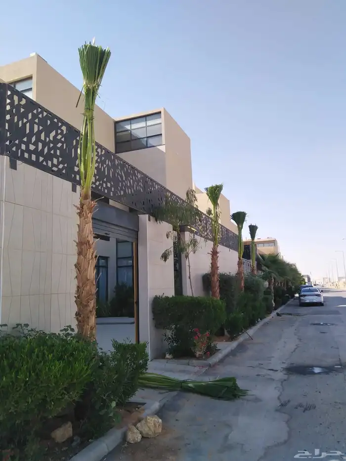 نخيل واشنطونيا أمريكي 6