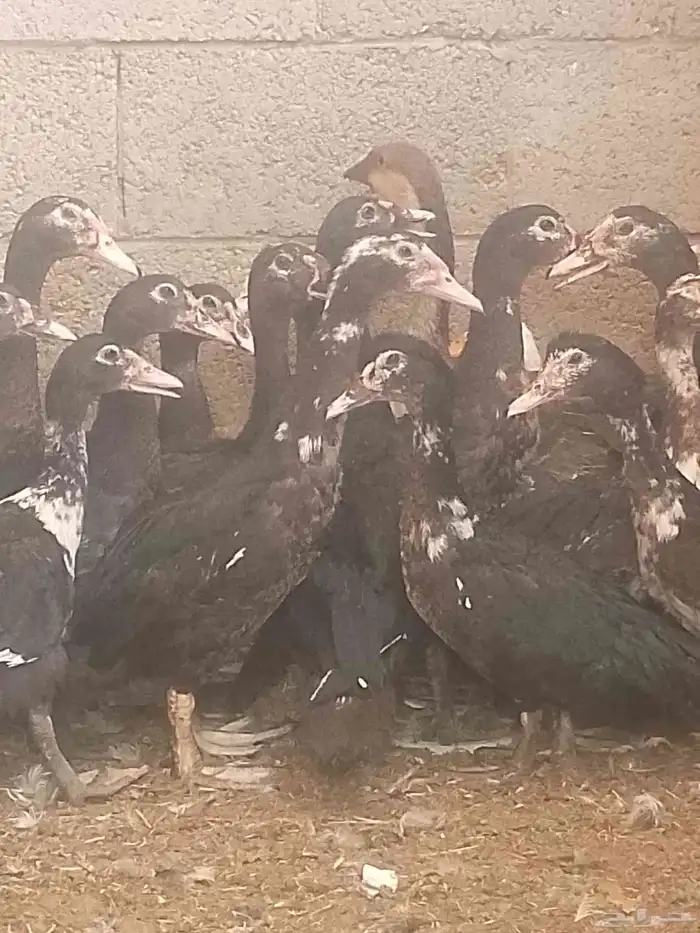 بط بلدي مصري زكور واناث 2