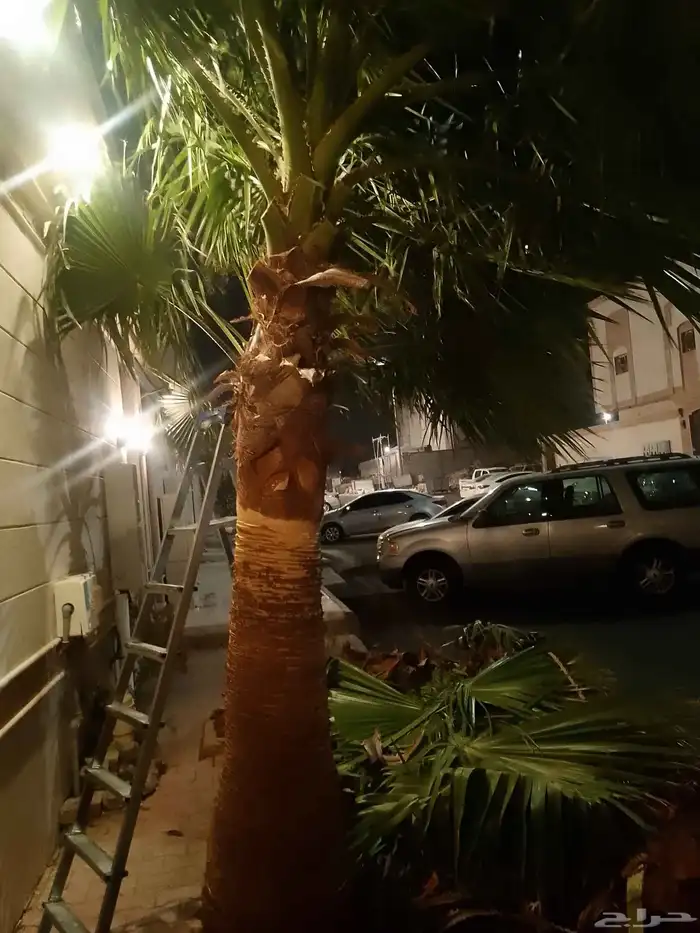 تكريب الواشنطونيا والنخيل وتنسيق الحدائق 0