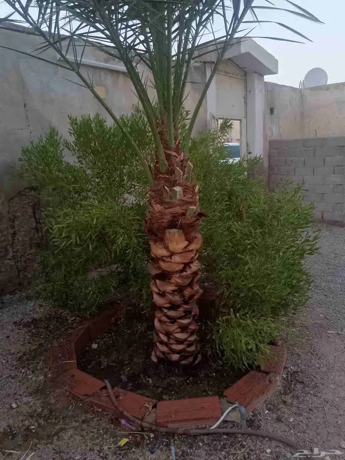 تكريب الواشنطونيا والنخيل وتنسيق الحدائق 1