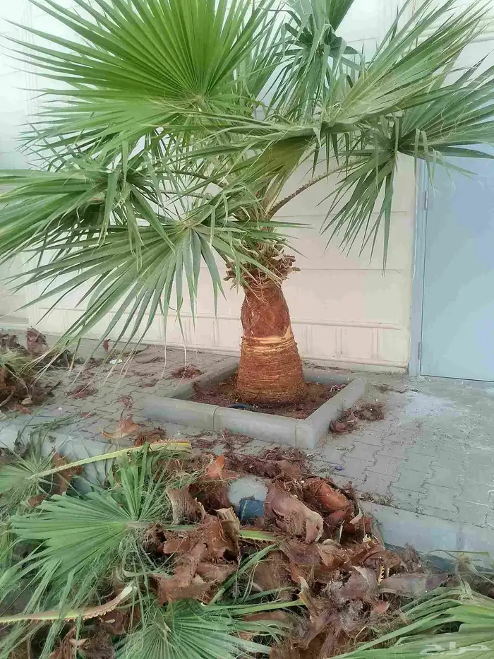 تكريب الواشنطونيا والنخيل وتنسيق الحدائق 4