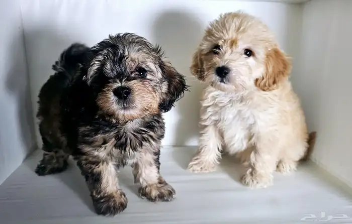 جراوي مالتيز   شيتزو  بودل  مالتيبو 4