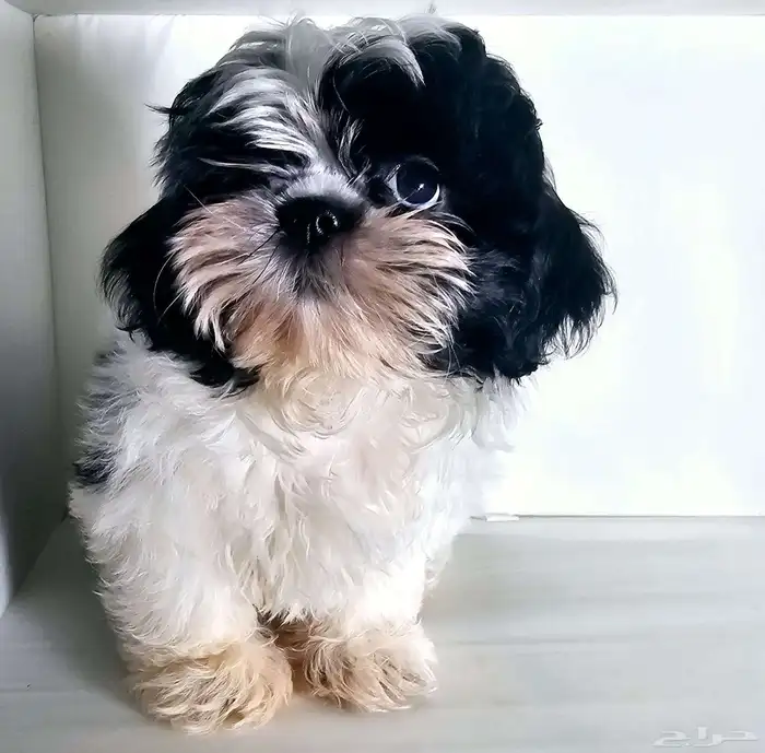 جراوي مالتيز   شيتزو  بودل  مالتيبو 6