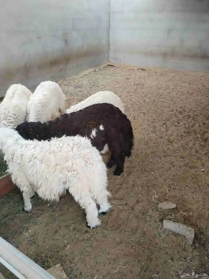 خمسه طليان مناسبات 1