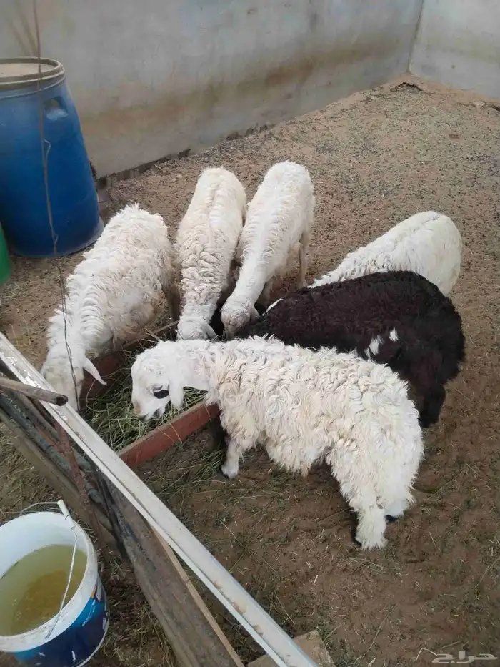 خمسه طليان مناسبات 0