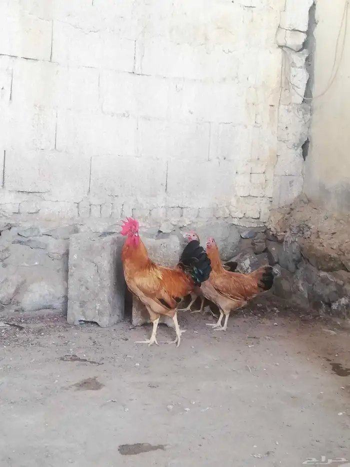 دجاج فرنسي بشاير 0