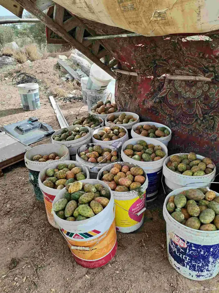 برشوم 0