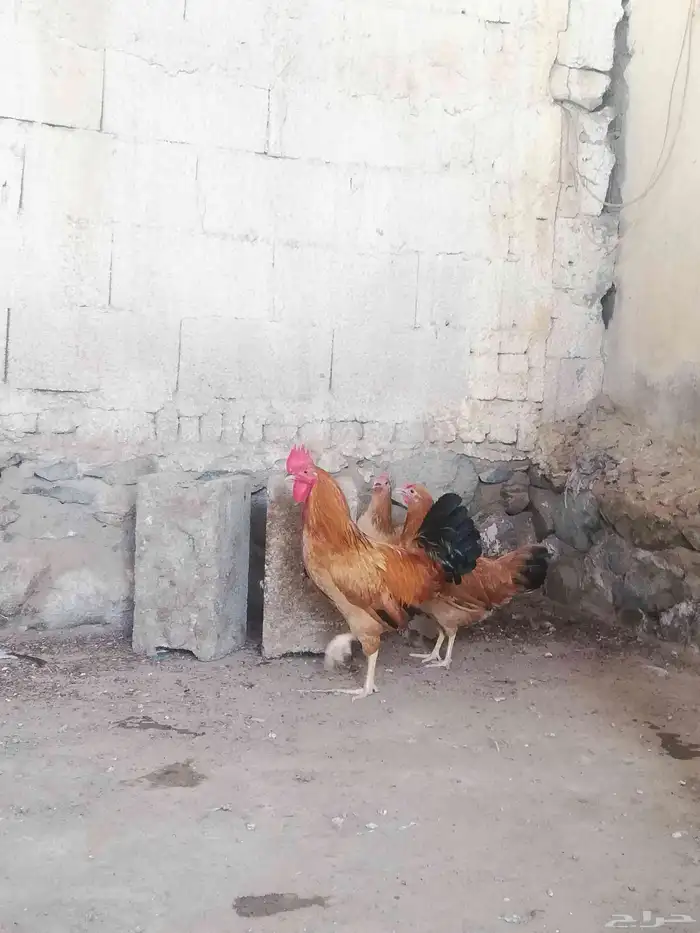 دجاج فرنسي بشاير 1