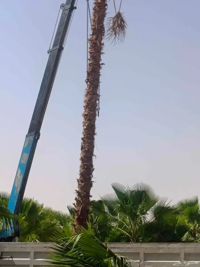 مقاول نخل توريد نخيل وأشجار ونجيله تنسيق حدايق 1