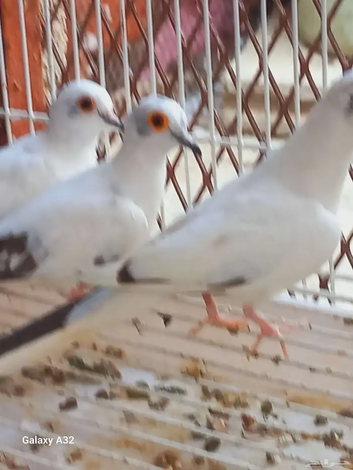 حمام يمام 2