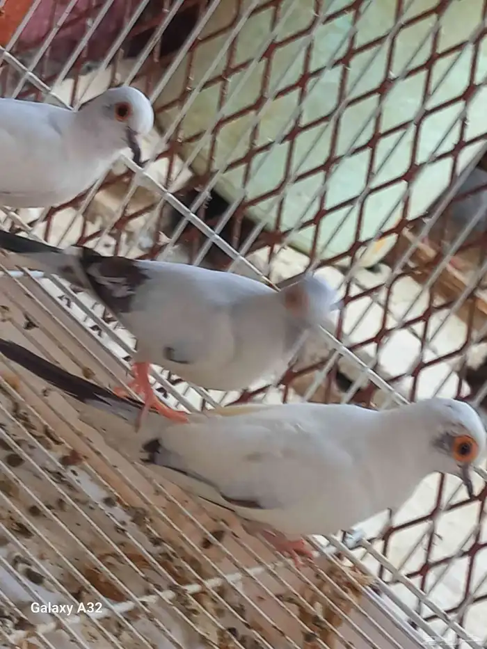حمام يمام 3
