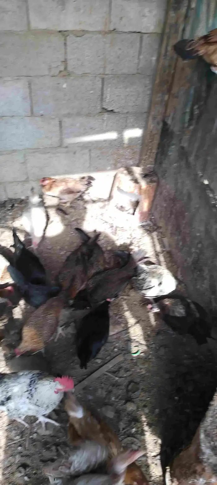دجاج بلدي 2