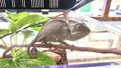 الحرباء Chameleon index