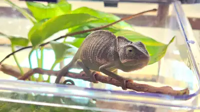 الحرباء Chameleon index