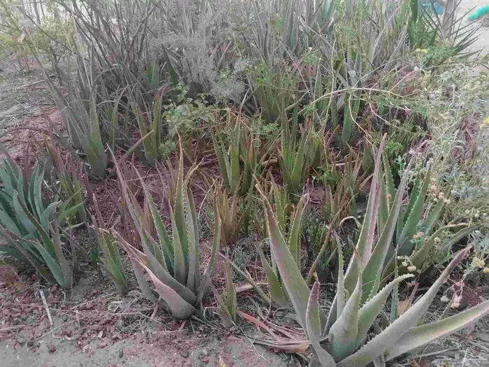 نبات  شتلات الوفيرا   aloe vera 0