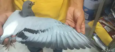 زاجل للبيع مستعجل index