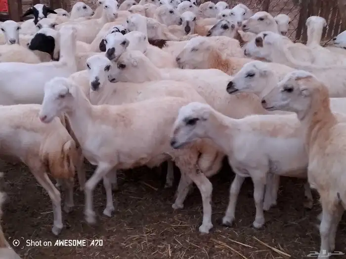 رخال رفيدي من 730 جمله 0