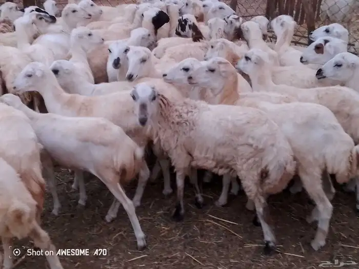 رخال رفيدي من 730 جمله 1
