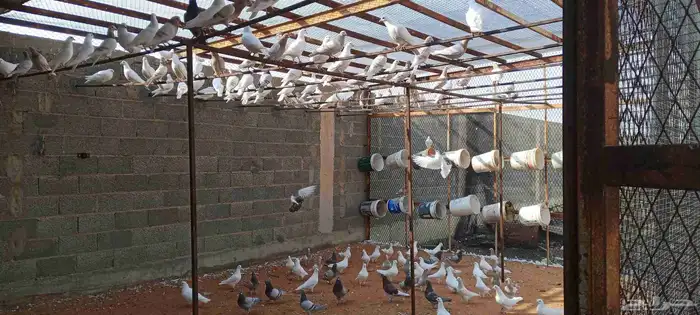 خبير ومعلم فى مجال الحمام وعمل دراسة جدوى للمشروع 4
