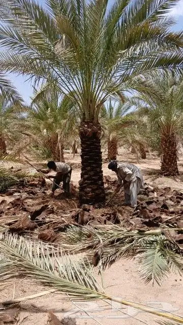للبيع نخل صقعي من النوع الفاخر من مترونص الا مترين للبيع 0