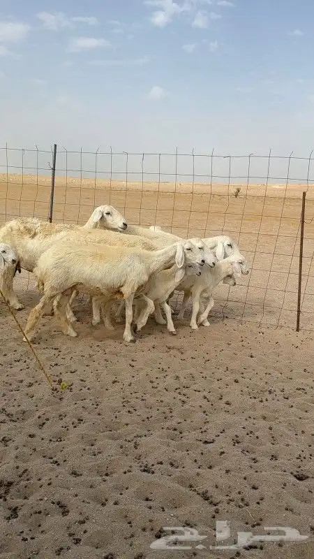 غنم حريات خلفات 3