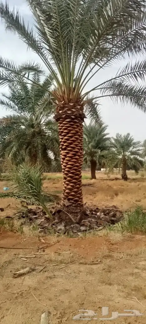 توريد الاشجار وزرعه القصور. والفلال ولاسترحات وصينه 9