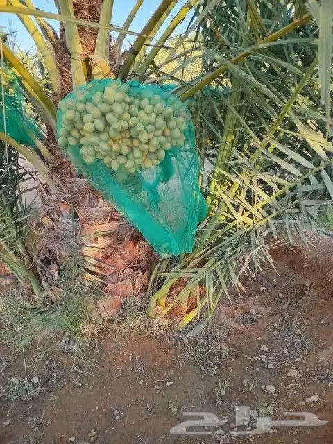 جثايث نقايل فسايل نخل جميع الانواع 7