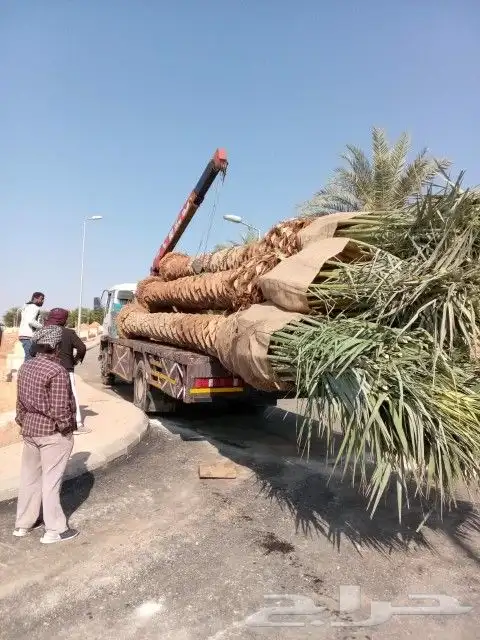 جثايث نقايل فسايل نخل جميع الانواع 5