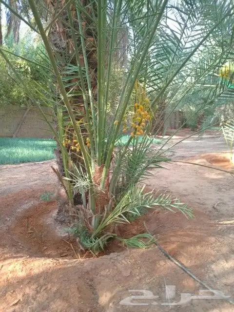 يوجد لدينا نخيل  مثمرعلا جميع المقاسات 1
