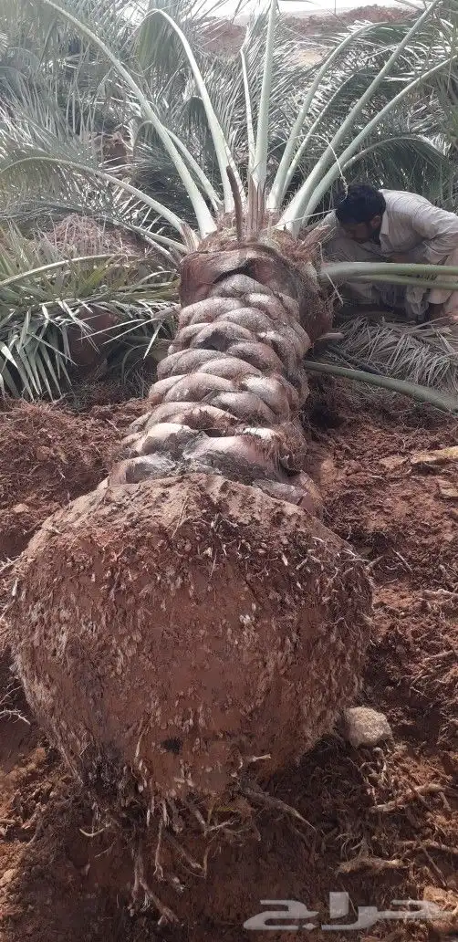 جثايث نقايل فسايل نخل جميع الانواع 3